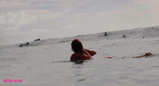 surfing with dolphins