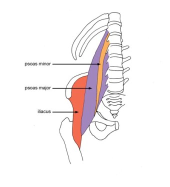 Where-the-Psoas-Muscle-is-located.jpg